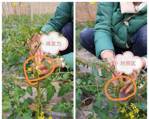花芽分化代表什么意思？花芽分化过程中的常见问题有哪些？