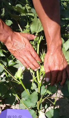 花芽分化代表什么意思？花芽分化过程中的常见问题有哪些？