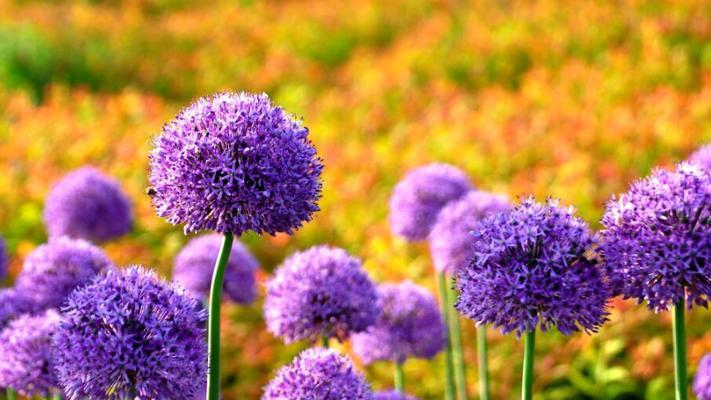 花语含义大全是什么？如何理解各种花的象征意义？