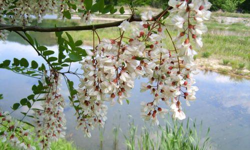 槐花的花语代表什么含义？