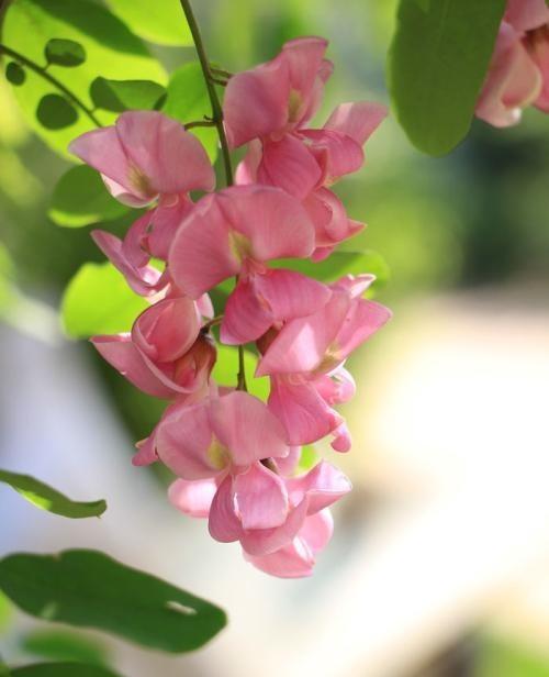 槐花的花语代表什么含义？