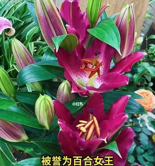 黄百合花代表什么？黄百合花的寓意有哪些常见问题解答？