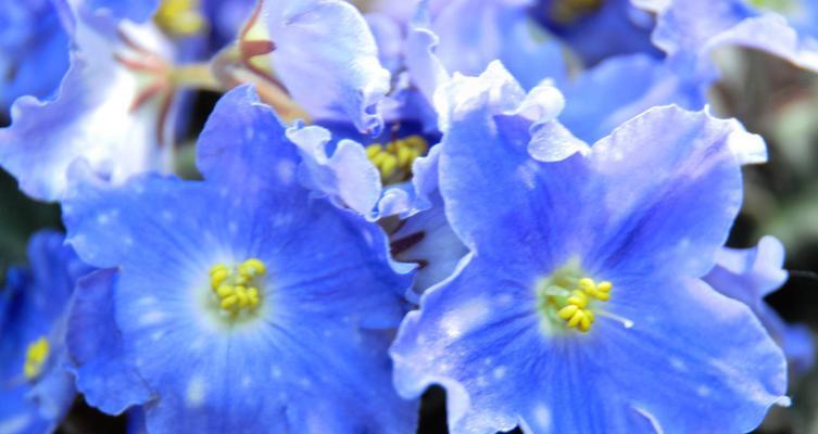 黄色紫罗兰花语是什么？纯朴的含义有哪些？