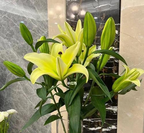 黄天霸百合花的花语有哪些含义？