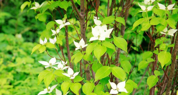 活化石植物代表什么意思？它们的科学与文化意义是什么？