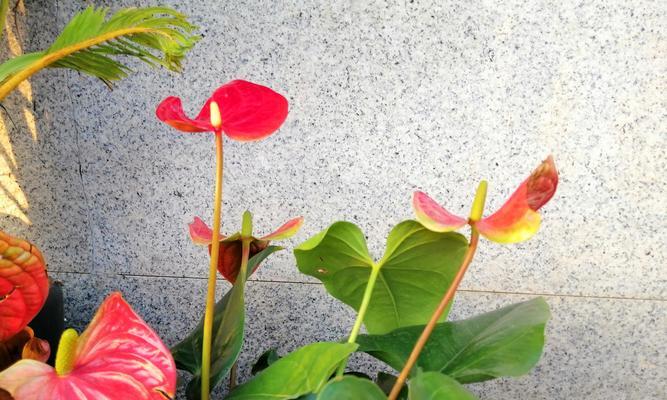 火鹤花的寓意是什么？如何正确理解火鹤花的象征意义？