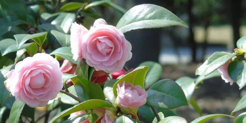 杭州的市花是什么花？为什么选择这种花作为市花？