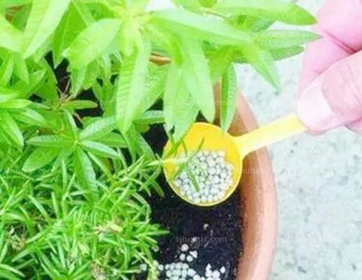 喝剩的茶叶能用来浇花吗？这样做有什么好处？