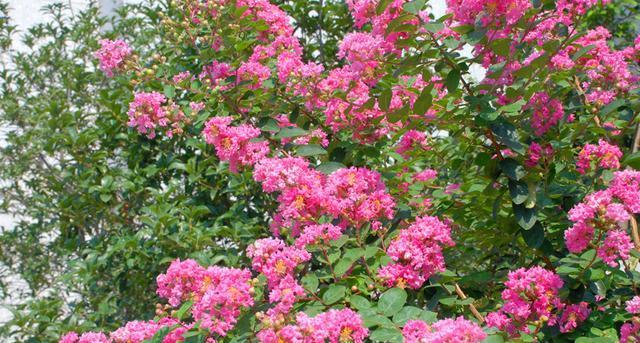 合肥的市花是什么花？为什么选择这种花作为市花？