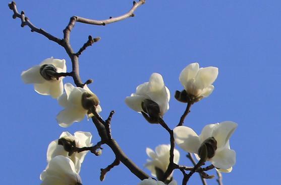 合肥的市花是什么花？为什么选择这种花作为市花？