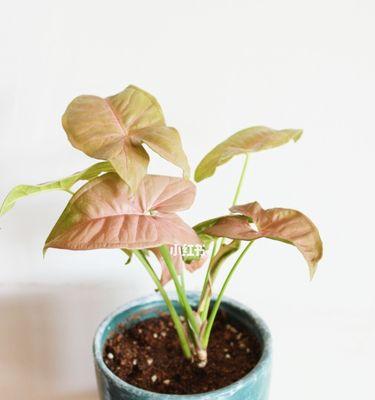 合果芋水养可行吗？如何正确进行水培？