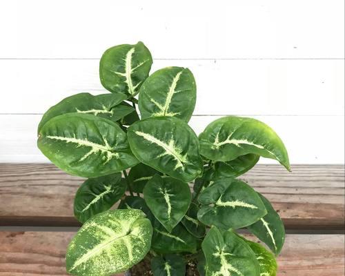 合果芋水养可行吗？如何正确进行水培？