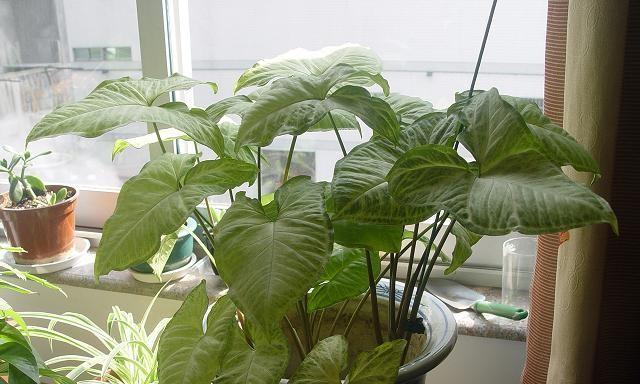 合果芋修剪技巧有哪些？如何修剪才能更美观？