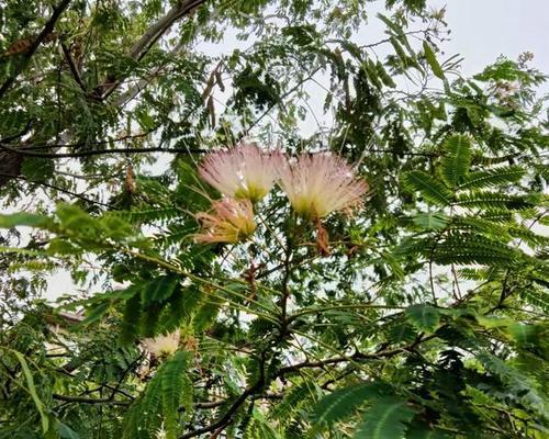 合欢树花期持续多久？如何延长花期？
