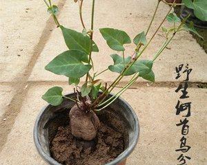何首乌的根长什么样子？如何辨别真假何首乌？