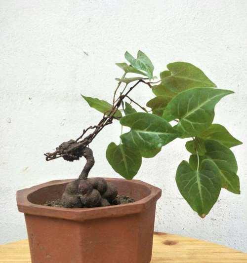 何首乌会开花吗？开花时的特征是什么？