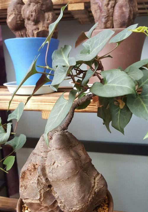何首乌的开花时间是什么时候？常见问题解答