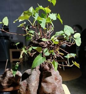 何首乌种子种植方法是什么？如何确保高成活率？