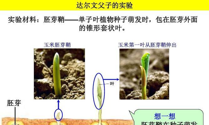 何首乌种子种植方法是什么？如何确保高成活率？