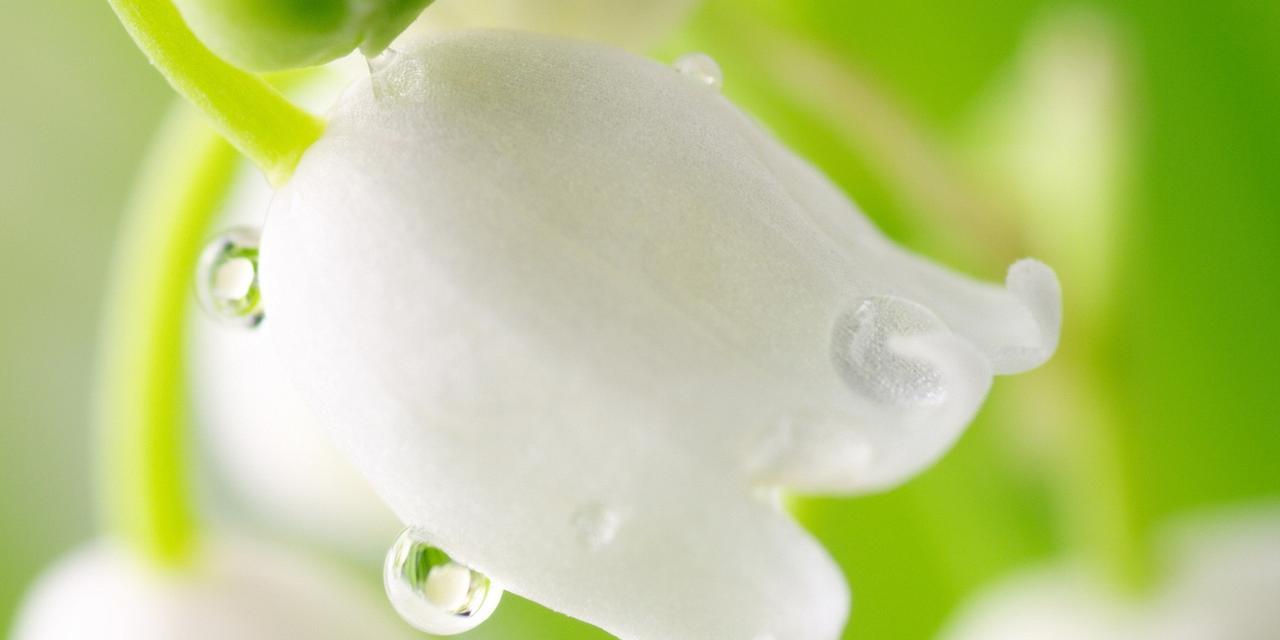 和白铃兰很像的花是什么？如何区分和白铃兰相似的花卉？