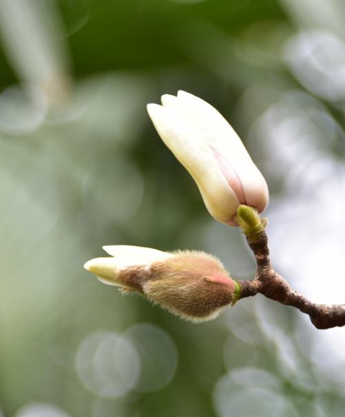 和白玉兰很像的花是什么？如何区分真假白玉兰？