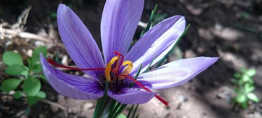 和藏红花很像的花是什么？如何区分真假藏红花？