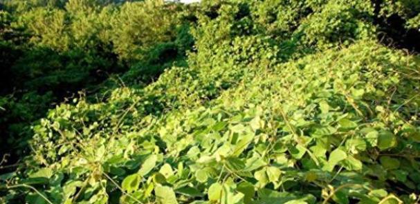 和葛根很像的植物是什么？如何区分它们？