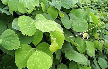 和葛根很像的植物是什么？如何区分它们？