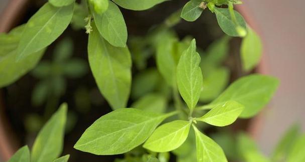 和灵芝很像的植物是什么？如何区分真假灵芝？