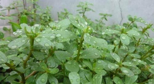和马齿苋很像的植物是什么？如何区分它们？