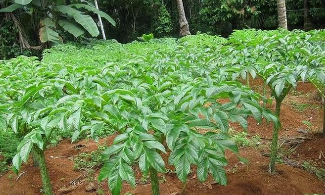 和木薯很像的植物是什么？它们之间有哪些区别？