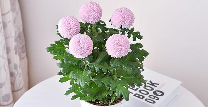 和乒乓菊很像的花是什么？如何区分它们？