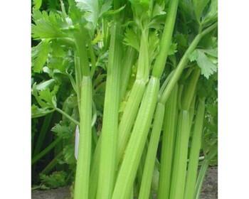 和芹菜长得很像的蔬菜有哪些？如何区分它们？