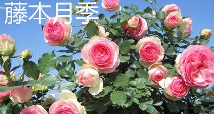 和室月季是藤本还是灌木？如何区分和养护？