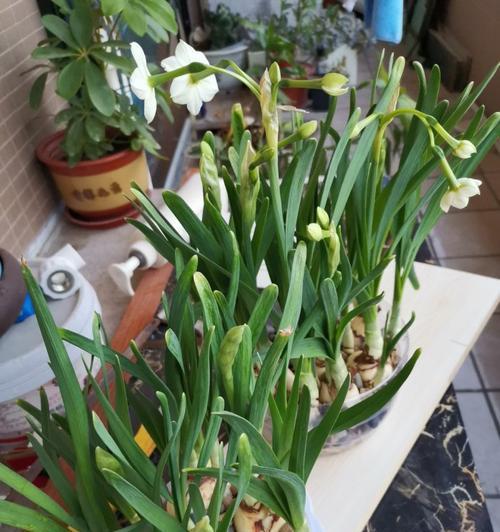 和水仙花很像的植物有哪些？如何区分真假水仙花？