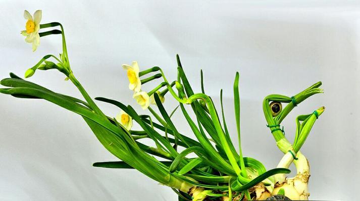 和水仙花很像的植物有哪些？如何区分真假水仙花？