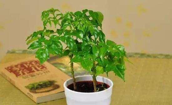 和顺树风水作用是什么？其寓意又有哪些？