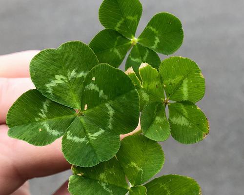 和四叶草很像的草是什么植物？如何区分真假四叶草？