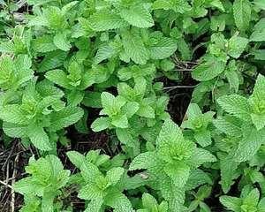 和香菜很像的草叫什么？这种草的识别方法是什么？