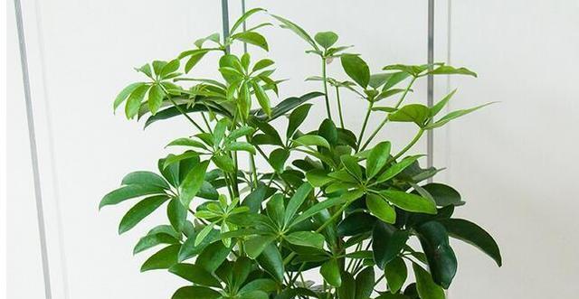 和鸭掌木很像的植物有哪些？如何区分它们？