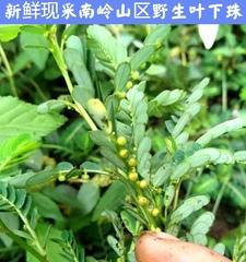 和叶下珠很像的草是什么？如何区分和叶下珠的区别？