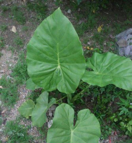 和芋头长得很像的植物是什么？如何区分它们？