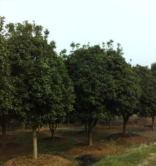 河北地区种植桂花树的可行性及注意事项？