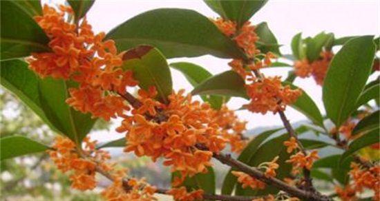 河北地区种植桂花树的可行性及注意事项？