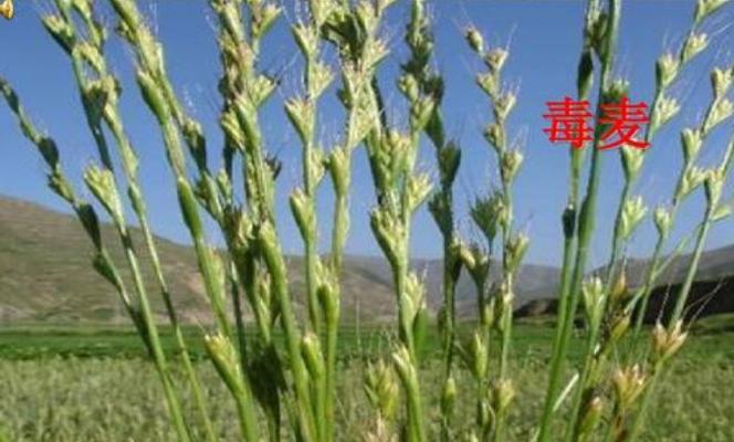 河北盛产什么农作物？河北主要农作物有哪些特点？