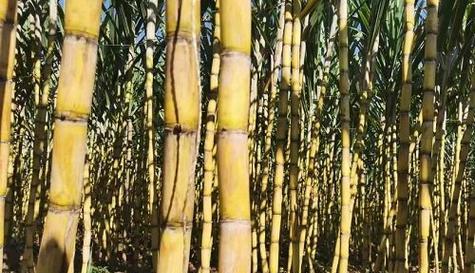 河南地区甘蔗几月份种植最合适？种植甘蔗需要注意哪些问题？