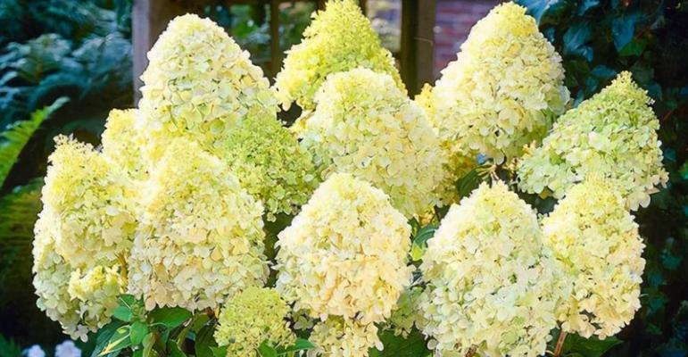河南冬天适合养什么花？有哪些花卉推荐？