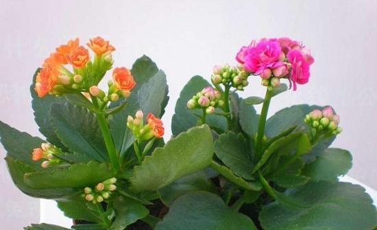 河南冬天适合养什么花？有哪些花卉推荐？