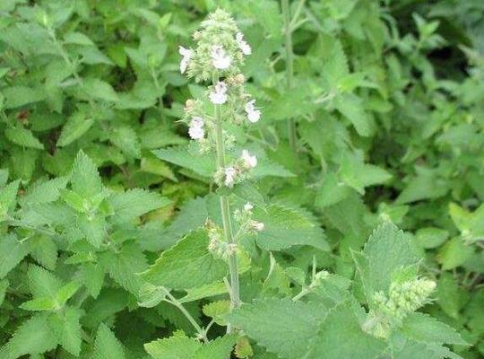 河南荆芥几月份种植最合适？如何确保高产？
