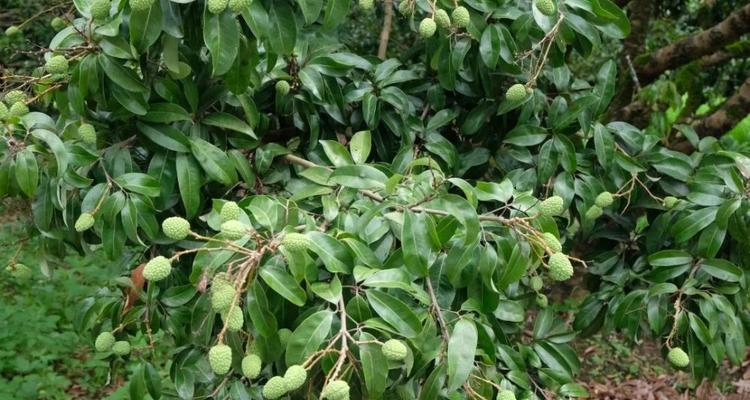 河南能种植荔枝吗？气候条件是否适宜？